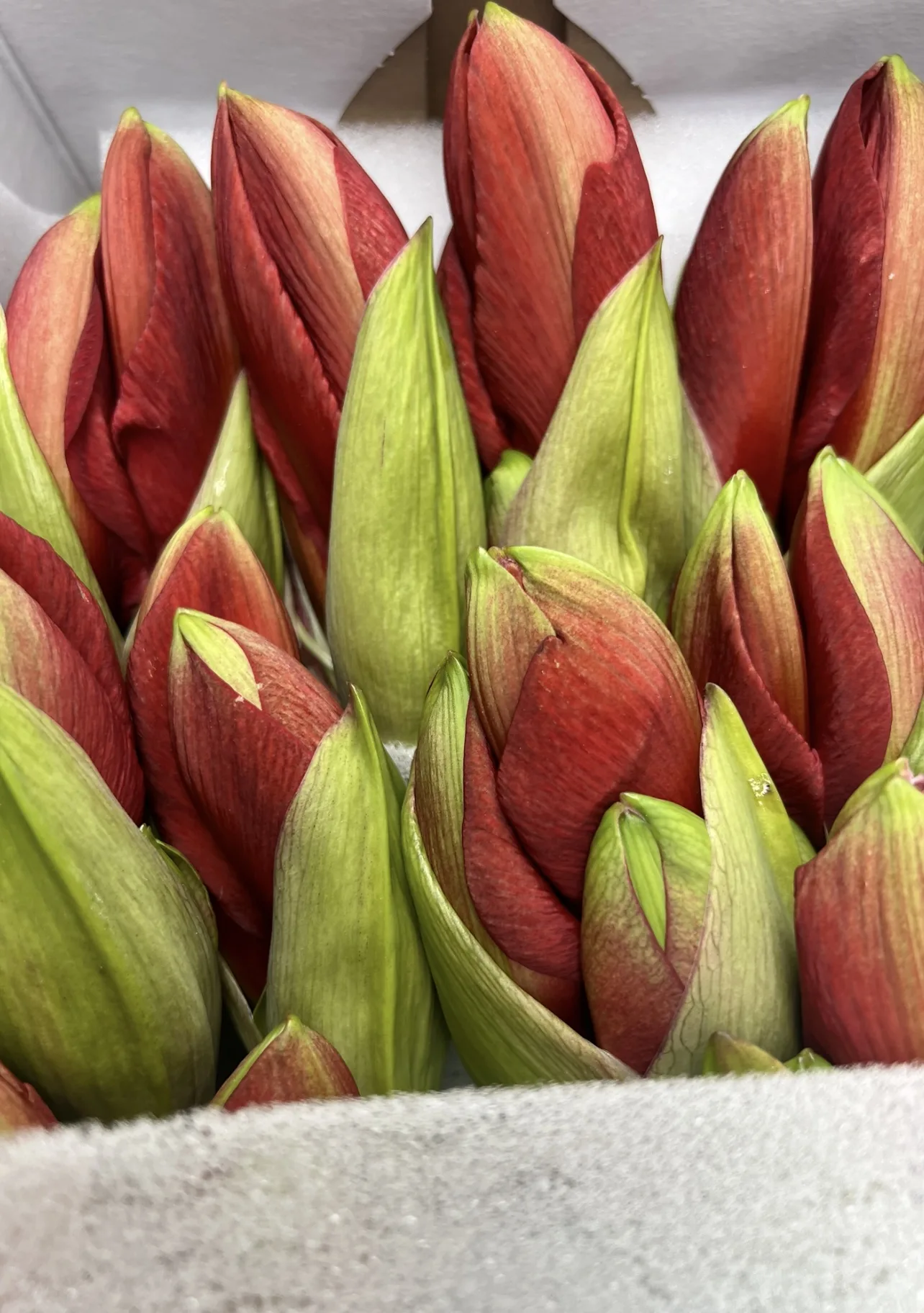 Amaryllis