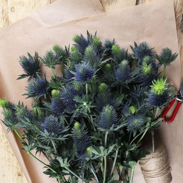 Supernova Blue Thistle Eryngium architectural starburst Make Everyday Bloom