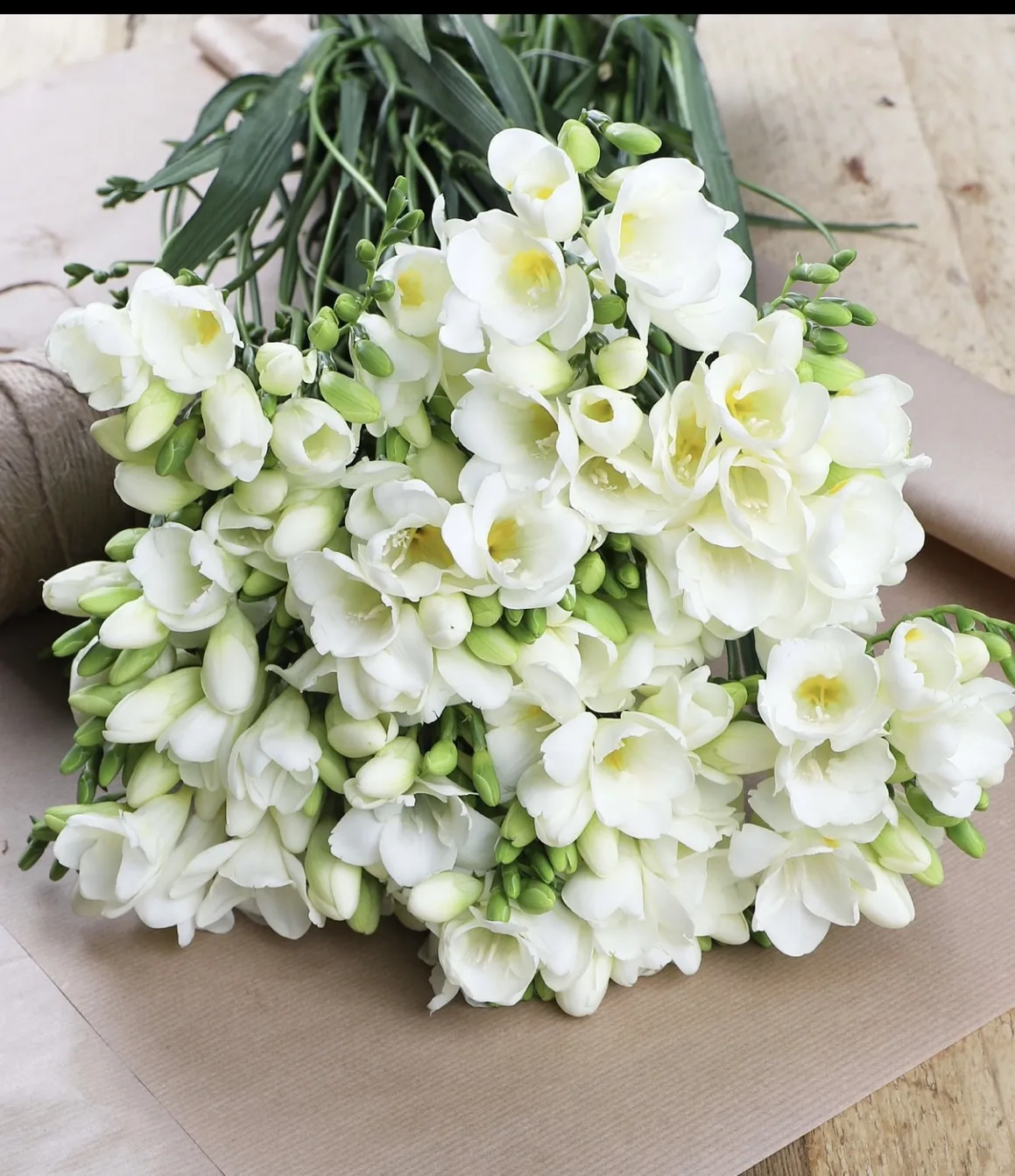 classic white freesias