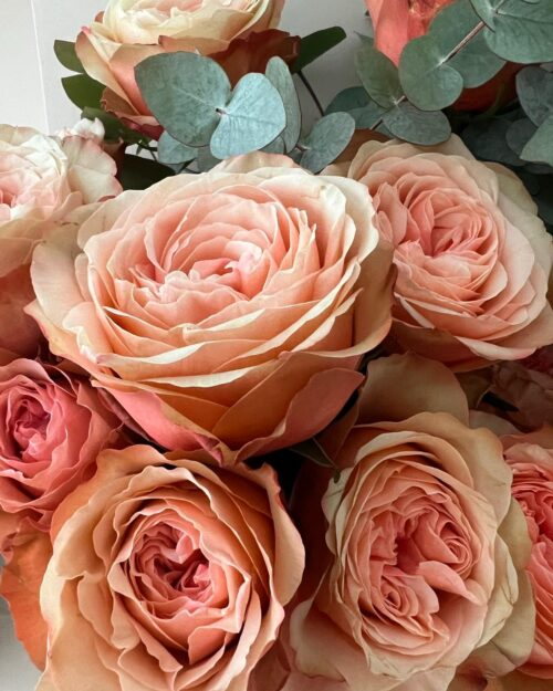 Luxury ‘Kahala’ Ecuadorean Roses