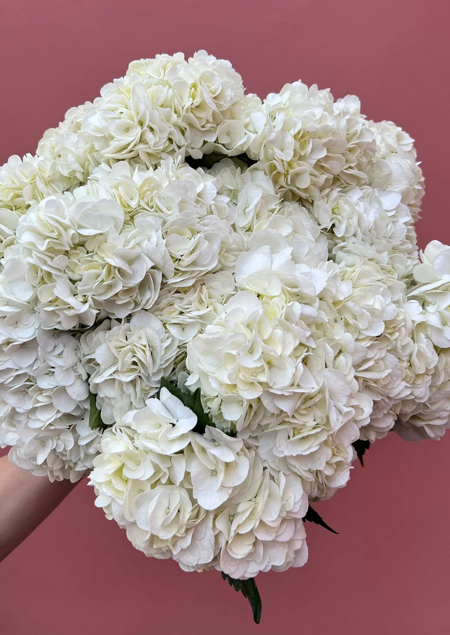 White Import Hydrangeas