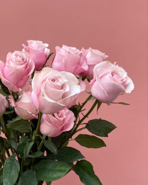 Luxury ‘Secret Garden’ Ecuadorean Roses