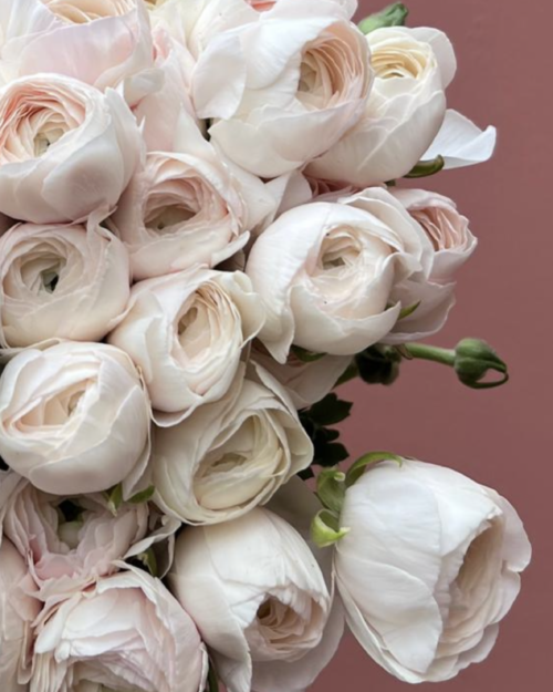 Cloni Extra Large Ranunculus