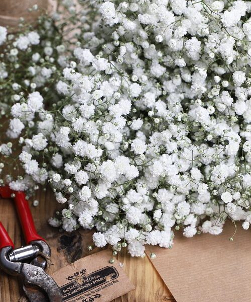 White Gypsophila