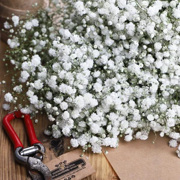 White Gypsophila