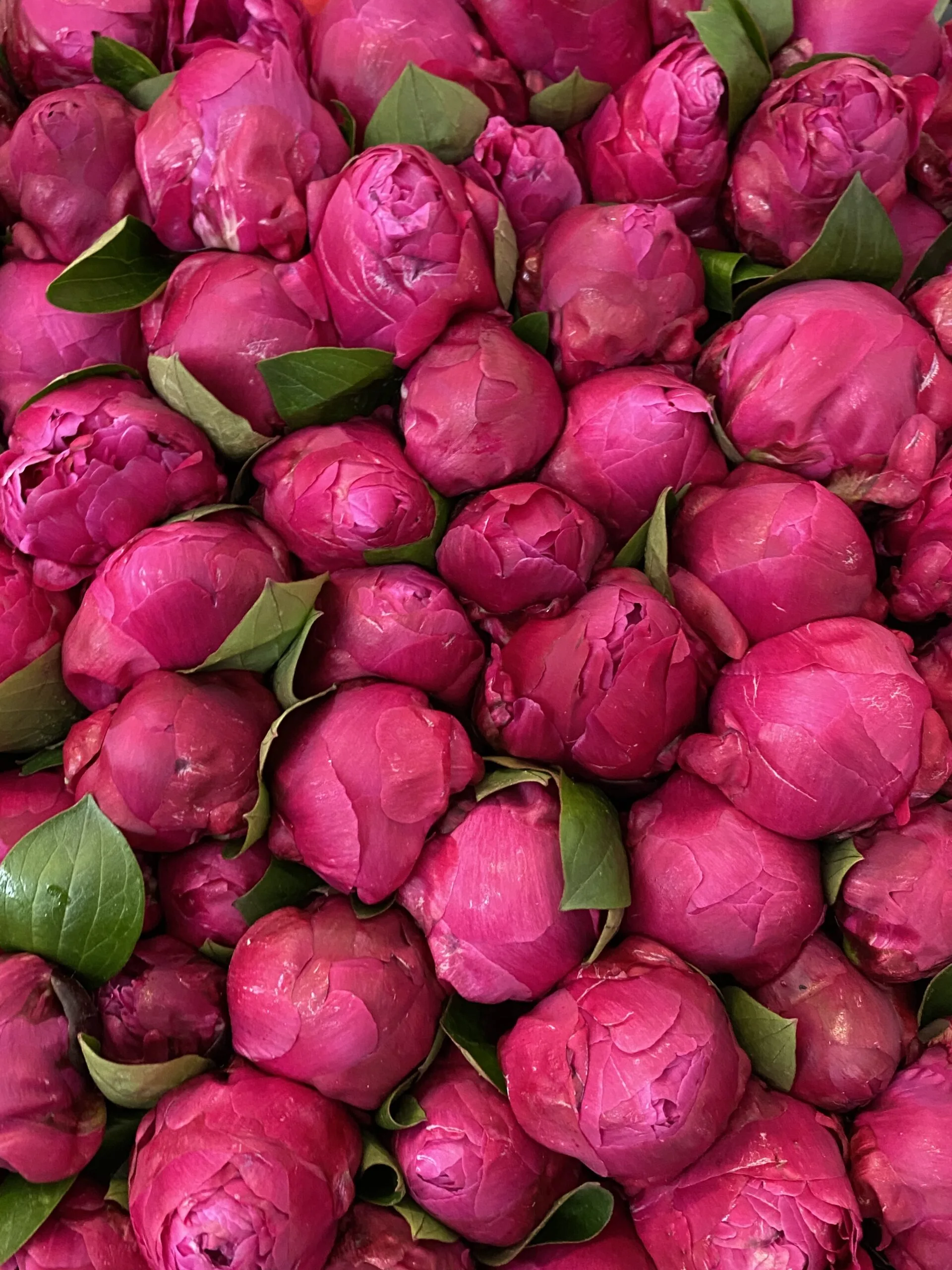 French Peony Subscription