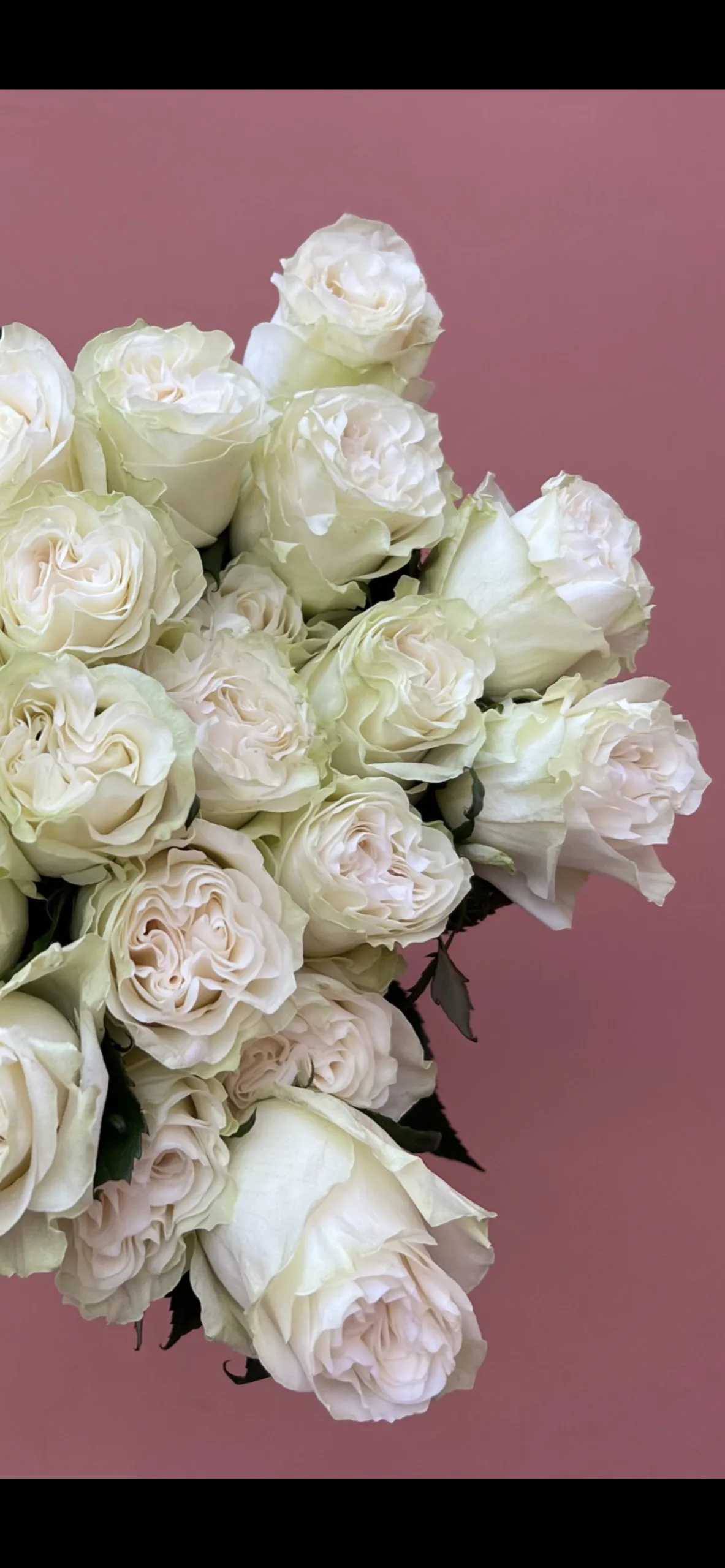 Weekly Luxury Rose Subscription - Image 7