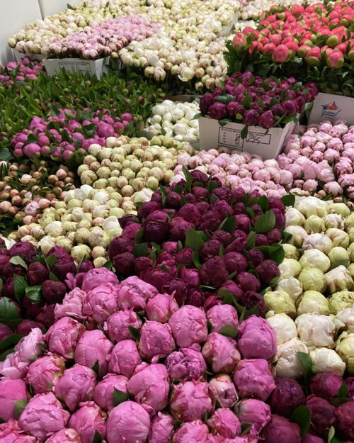 Peonie - Our Selection