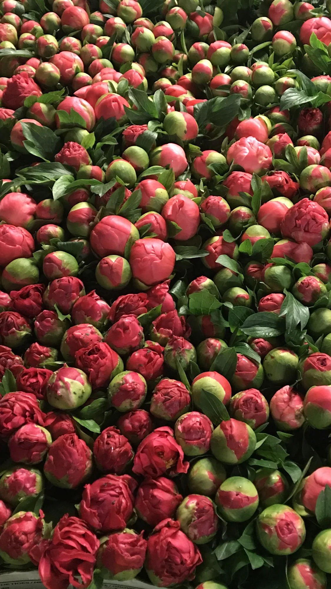 Coral Sunset Peony - Image 2