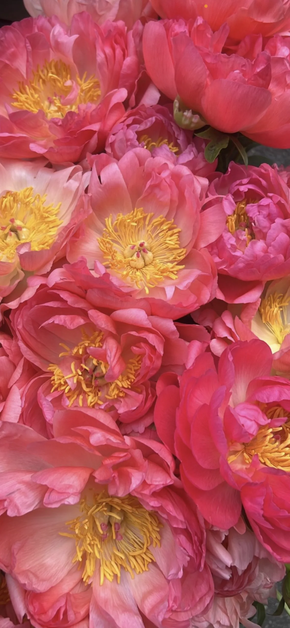 Coral Sunset Peony - Image 4
