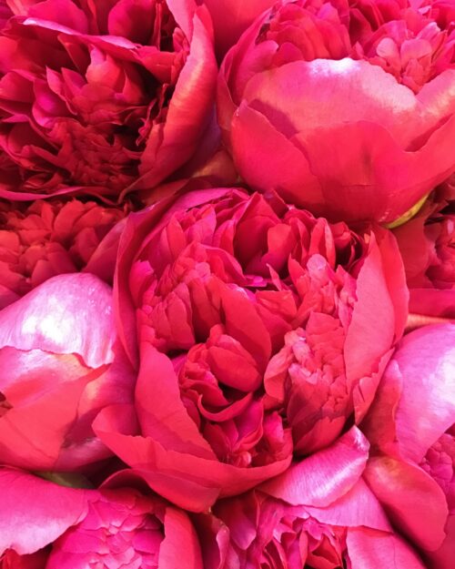 Command Performance Peony  - Giant Red to Cream Blooms