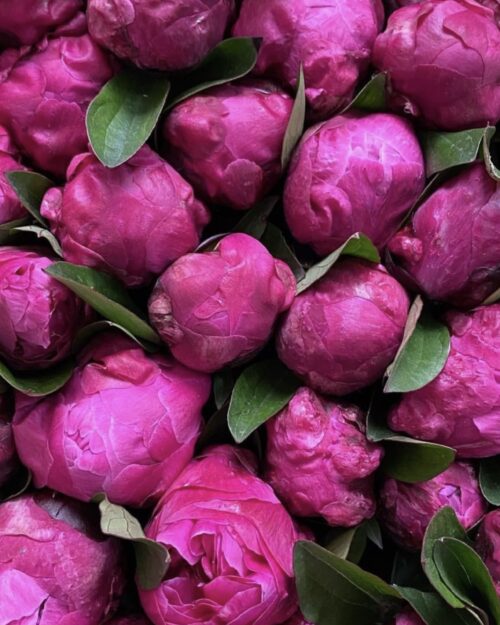 Red Sarah Bernhardt Luxury Peonies