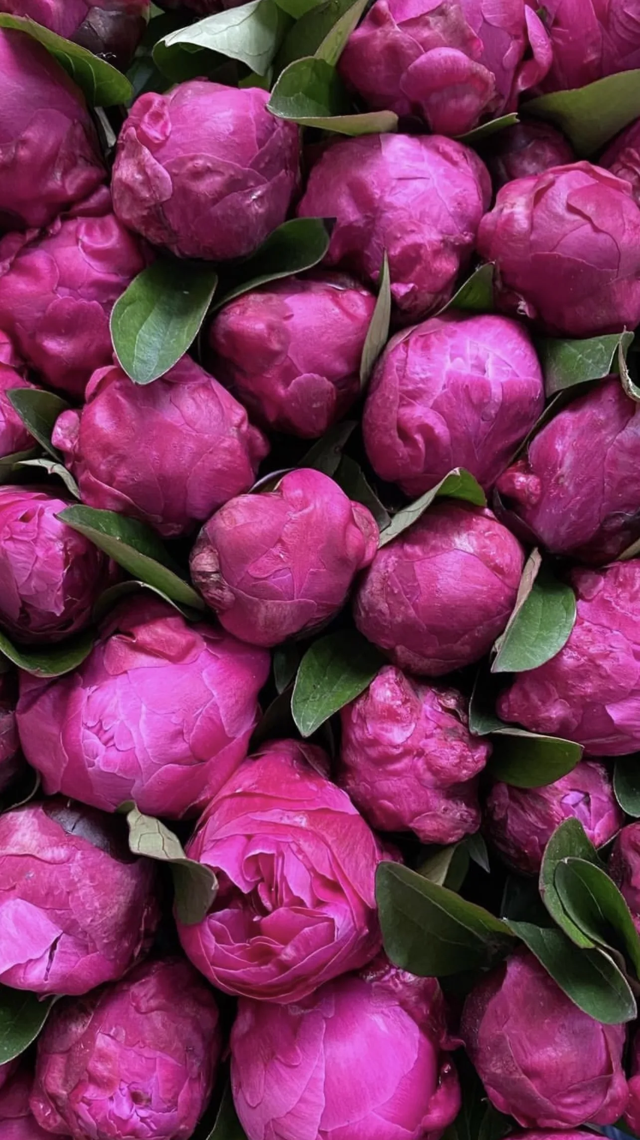 Red Sarah Bernhardt Luxury Peonies