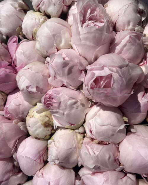 Peony - Reine Hortense