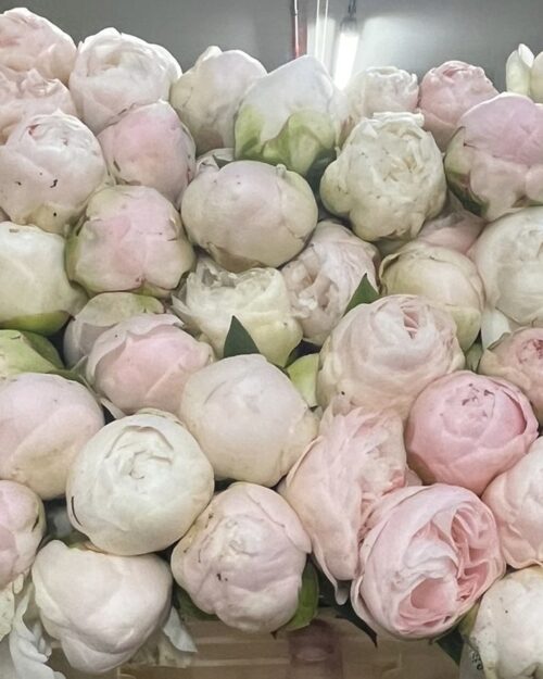 Peonie - Mother’s Choice