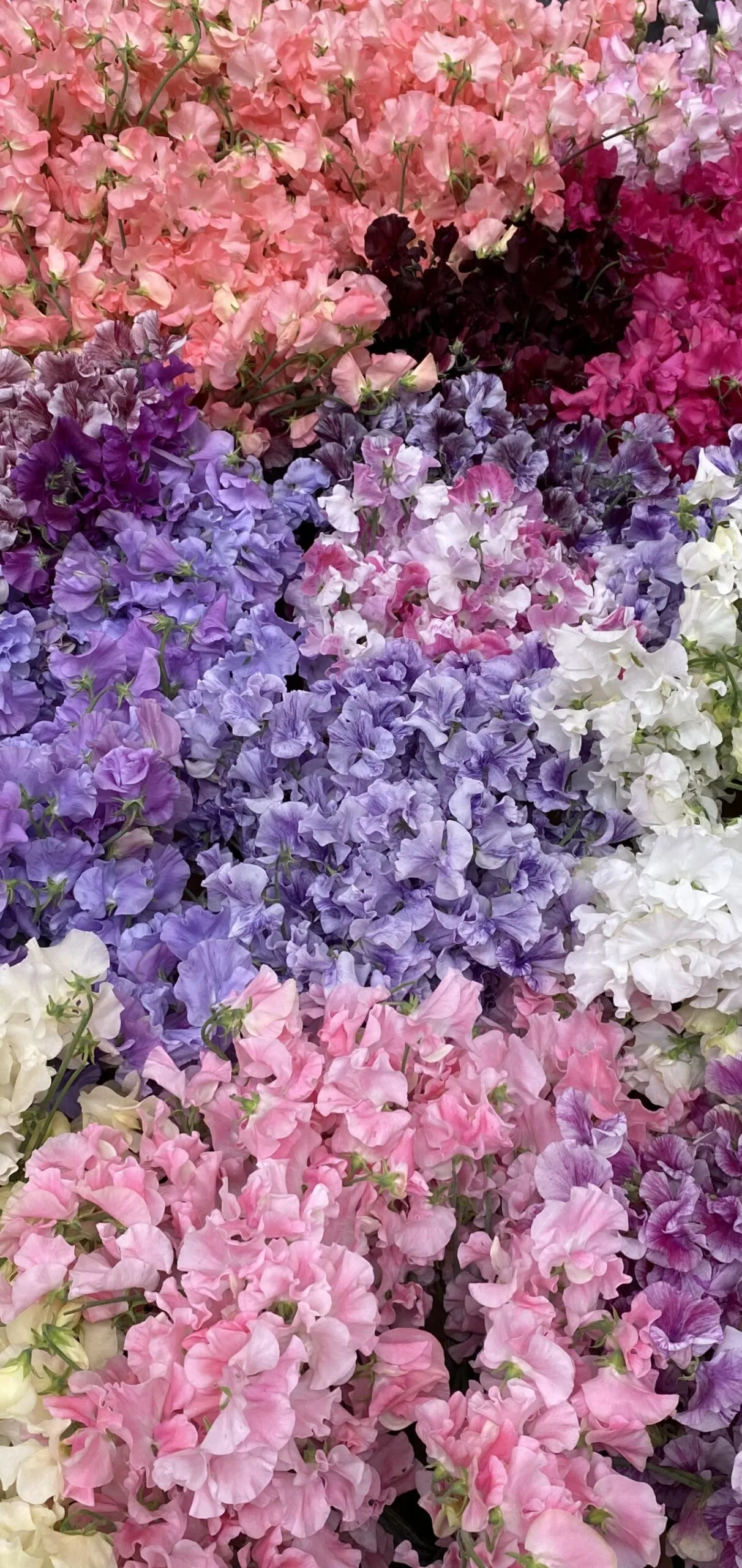 Sweet Peas XL and Scented