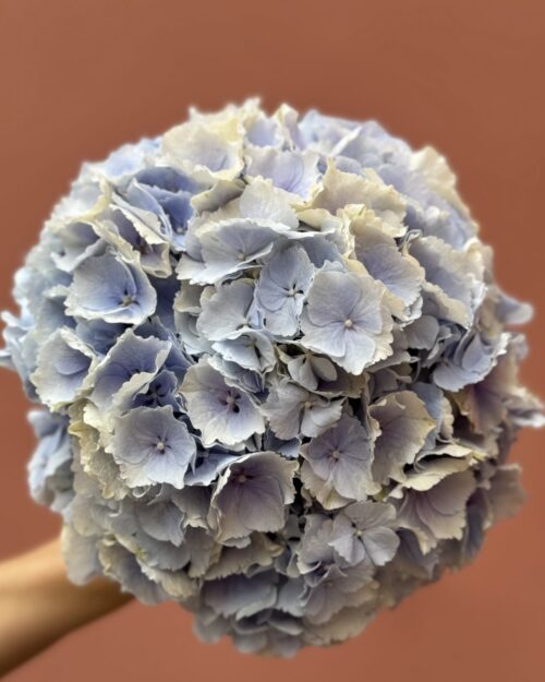 Verena Blue Dutch Hydrangea