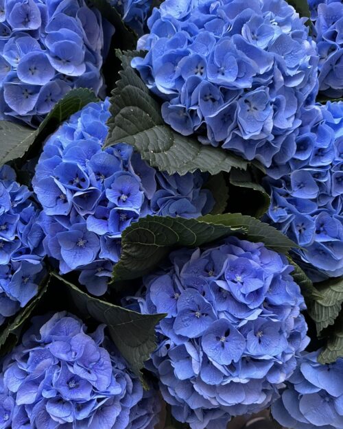 Dark Blue Hydrangea