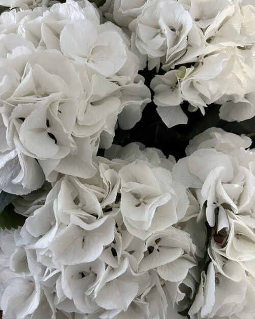 White Dutch Hydrangea