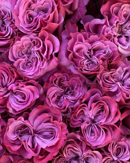 Country Blues Garden Roses