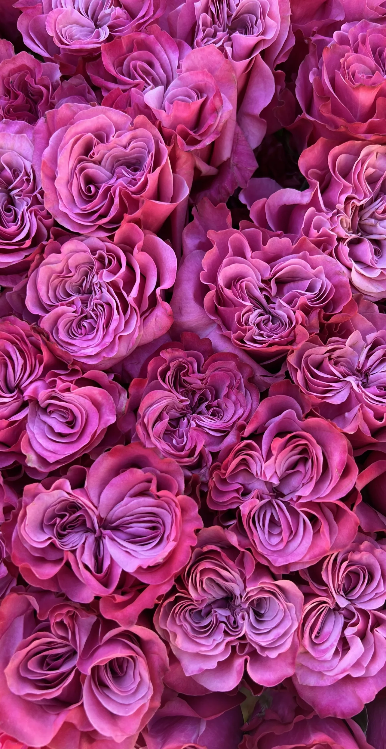 Country Blues Garden Roses