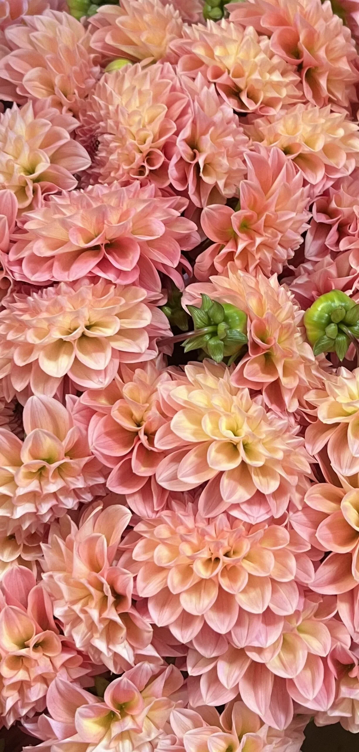 Linda’s Baby Dahlia