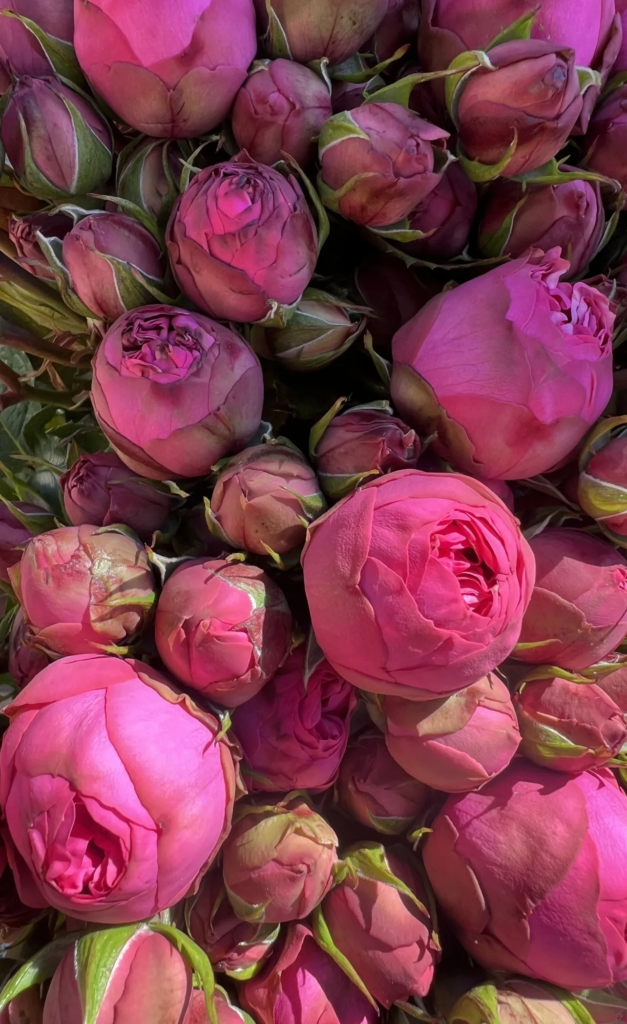 Piano Spray Roses