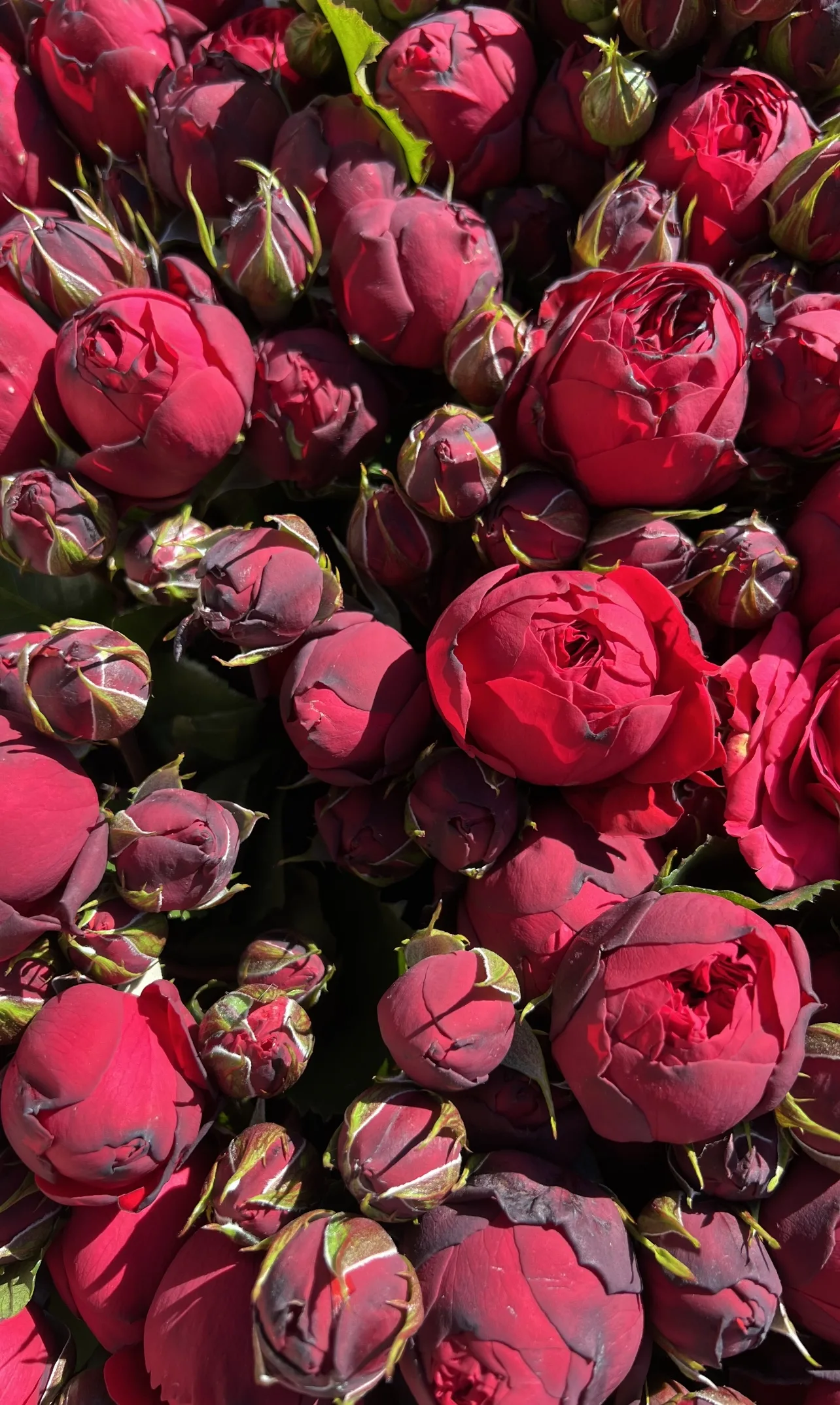 Piano Spray Roses - Image 2