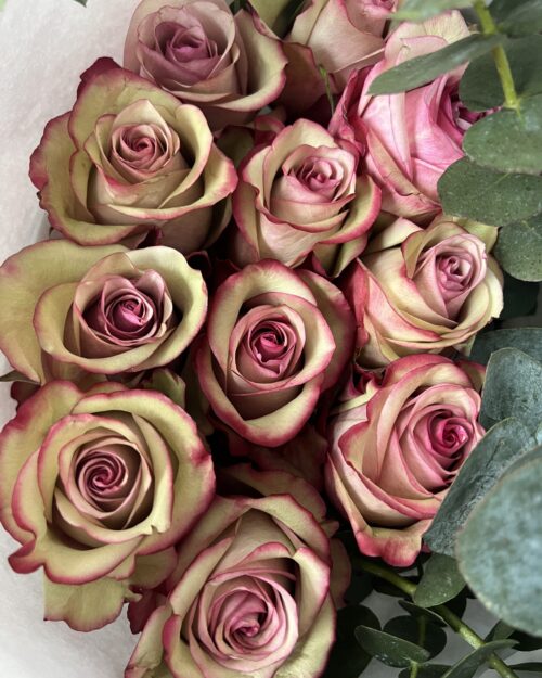 Luxury “Vintage” Ecuador Roses