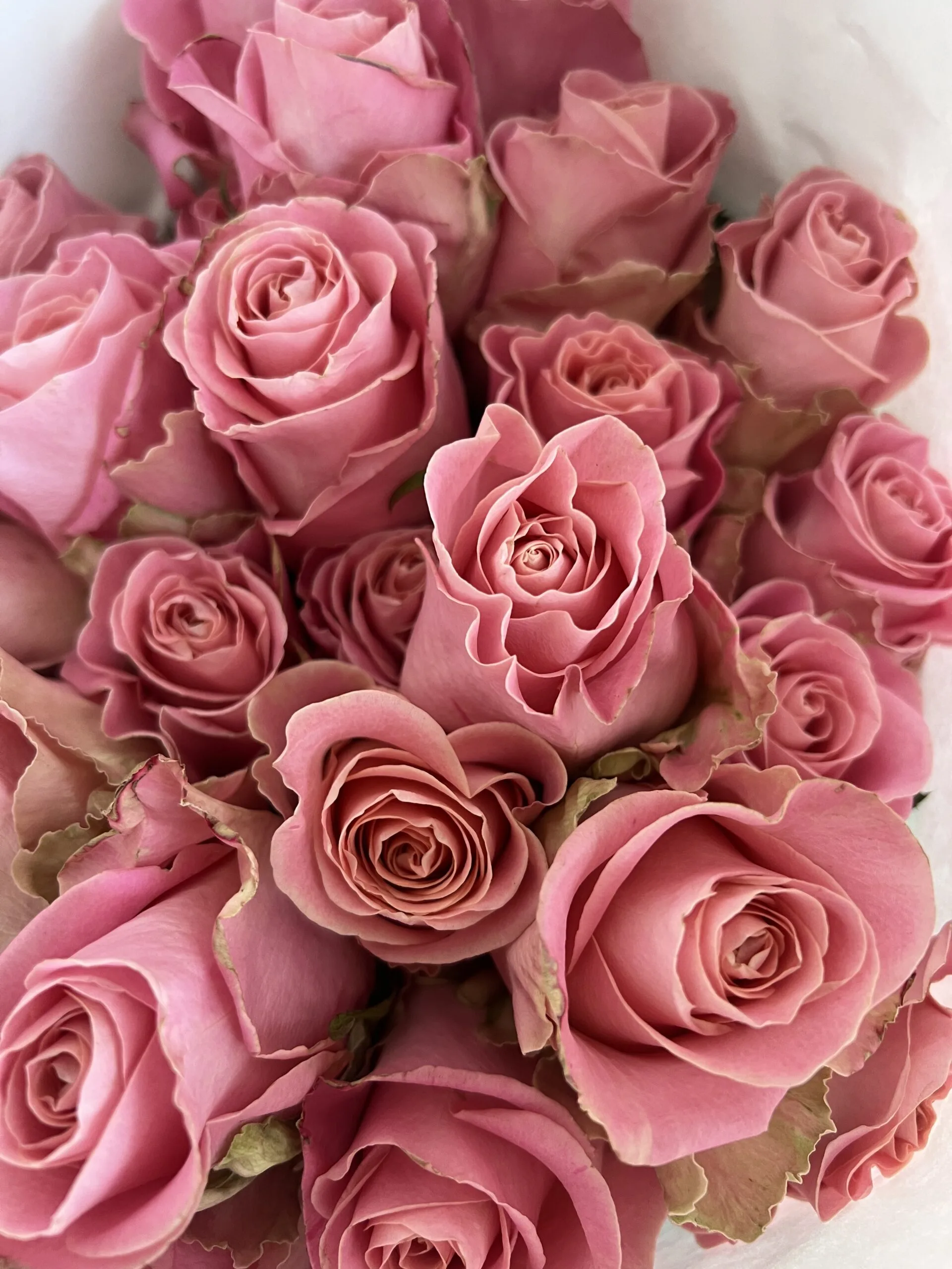 Antique matte-pink Hermosa luxury roses from Ecuador, sourced auction-direct for Make Everyday Bloom.