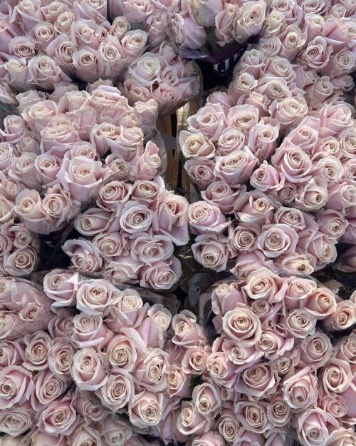 Luxury Dutch Blush Roses