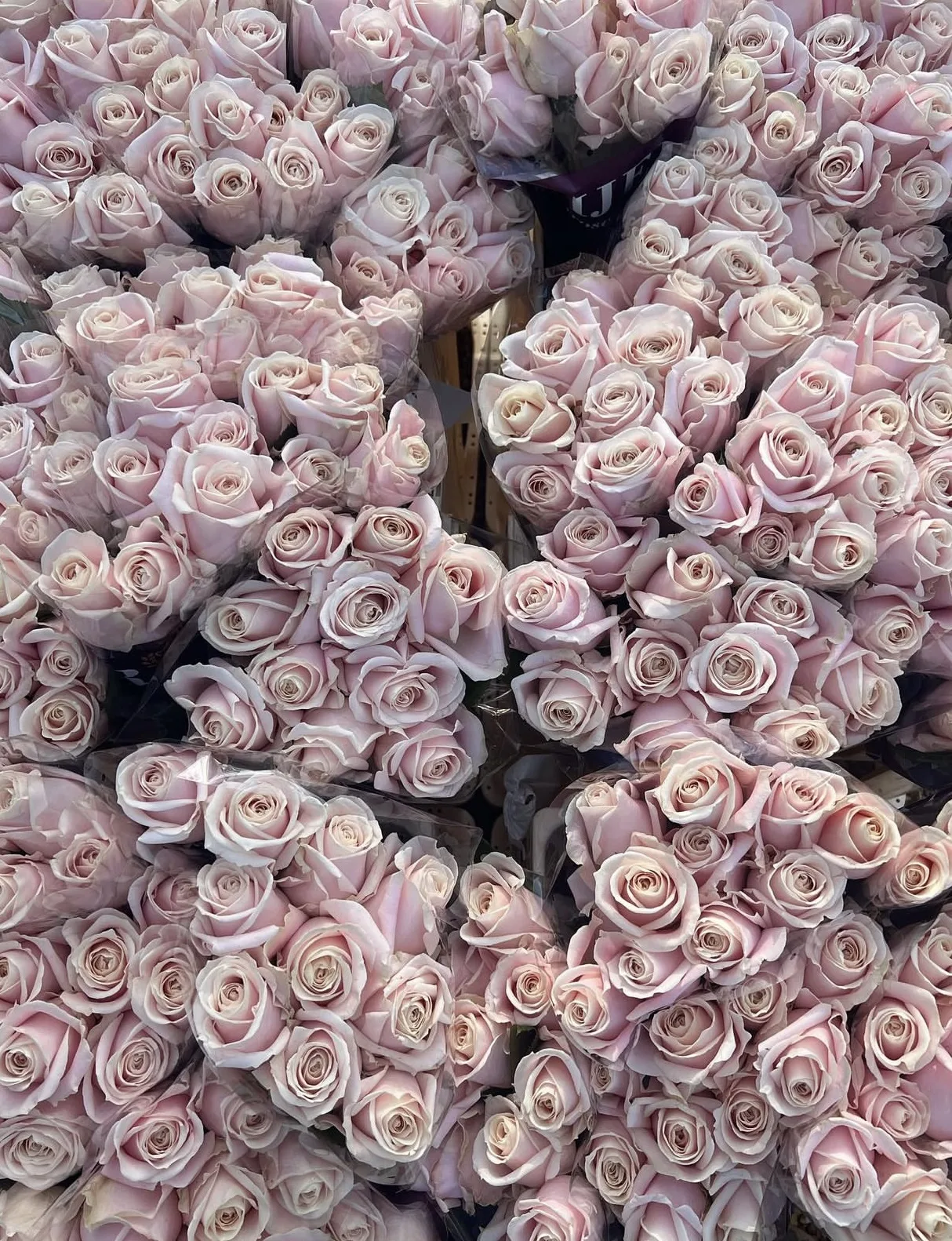 Luxury Dutch Blush Roses