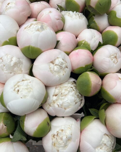Colonel Owen Cousins Luxury Peonies