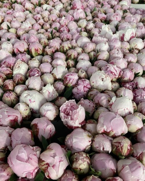 Sarah Bernhardt Luxury Peony
