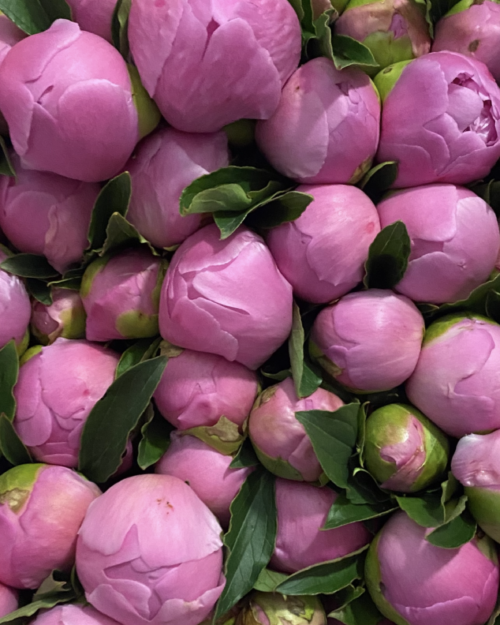 Silvery-pink Monsieur Jules Elie French peony with large bombe-shaped blooms, sourced auction-direct for Make Everyday Bloom.