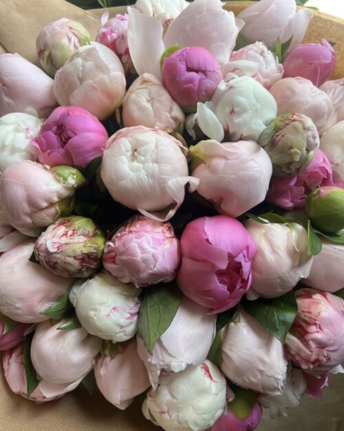 A luxury mix of pink French peonies including Jules Elie and Sarah Bernhardt varieties, sourced auction-direct for Make Everyday Bloom.