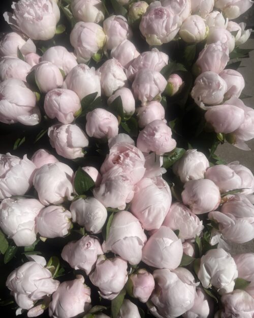 Vanguard Luxury Peony