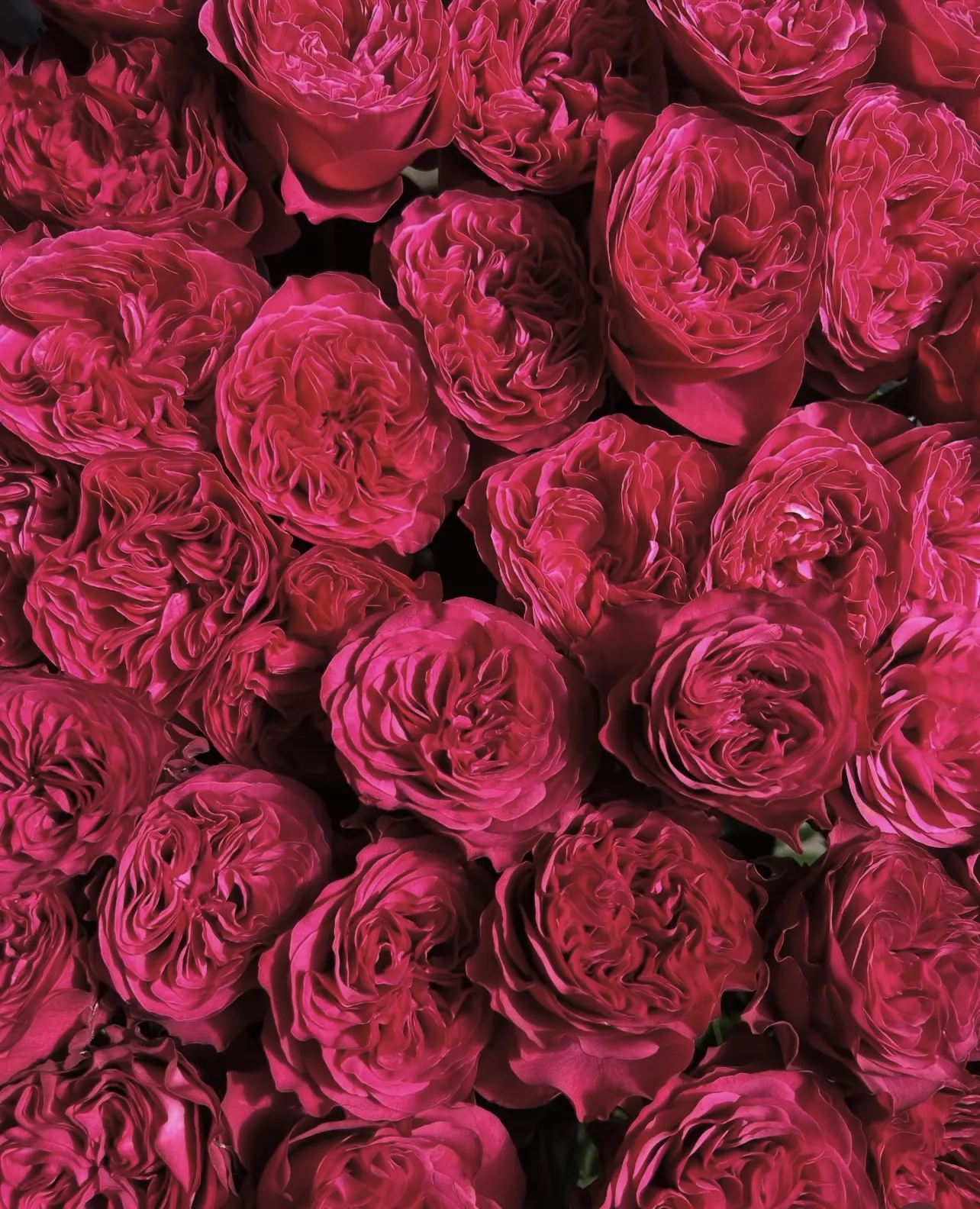 Bold hot pink Just More VIP rose with large flower head and velvety petals, sourced auction-direct for Make Everyday Bloom.