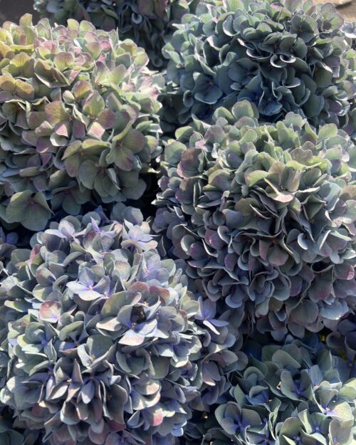 Pimpernel Classic XL Hydrangea