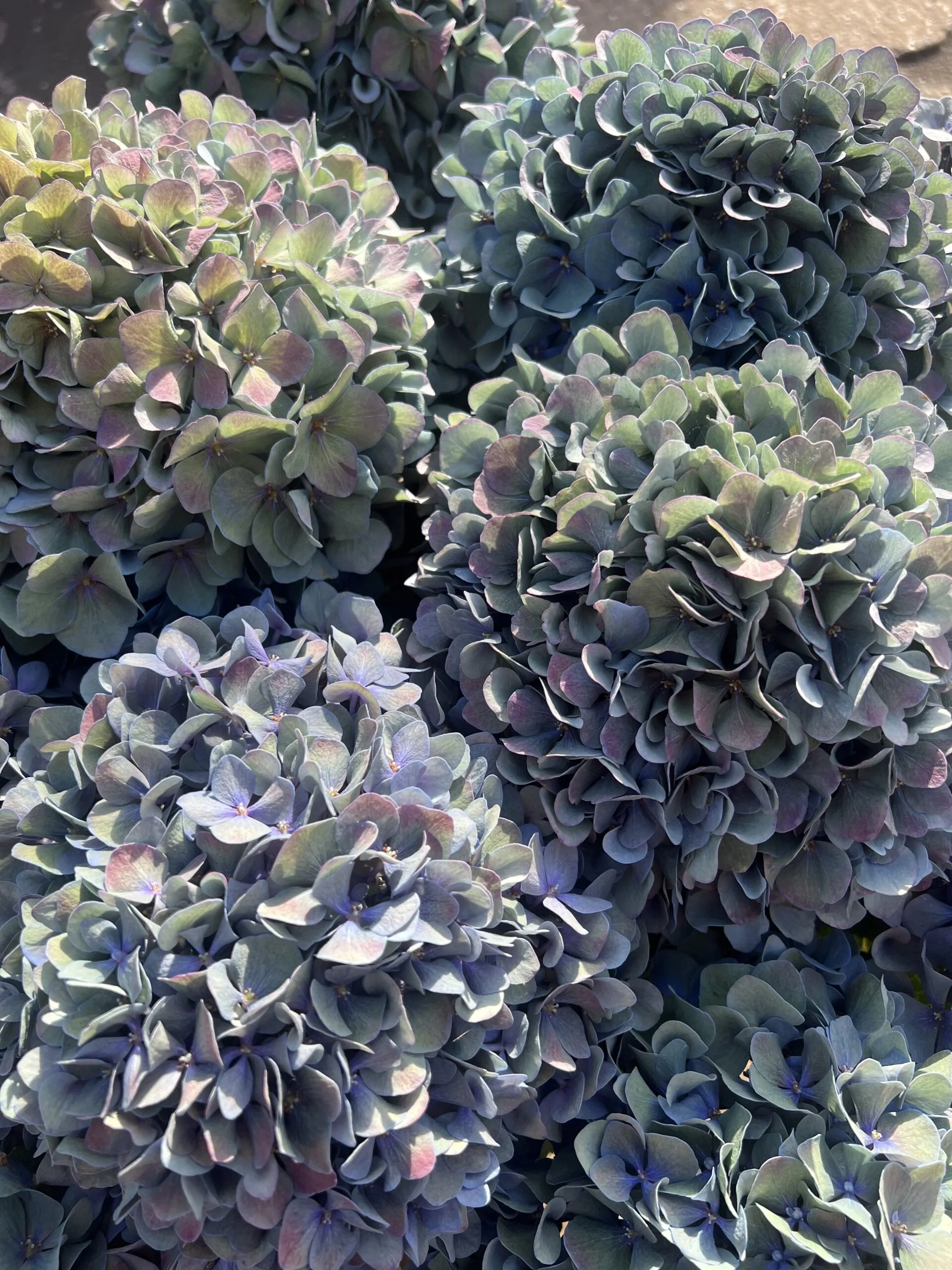 Pimpernel Classic XL Hydrangea