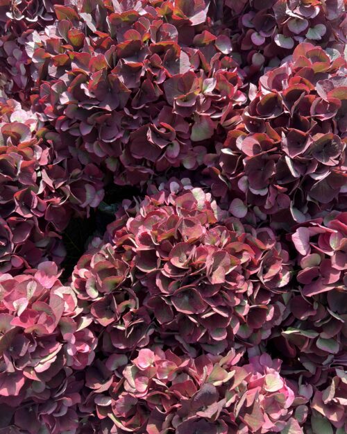 Ruby Red XL Autumnal Hydrangeas