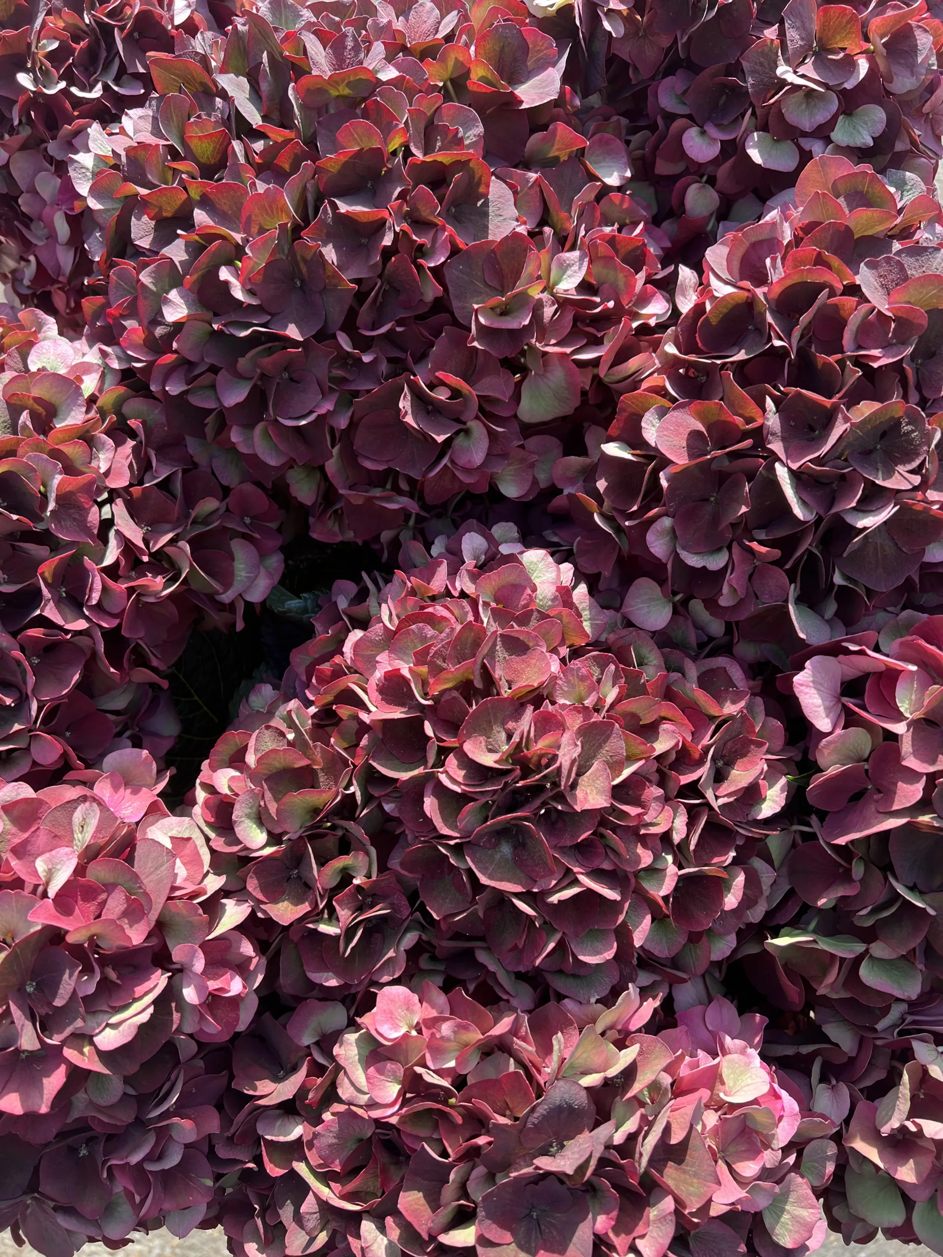 Ruby Red XL Autumnal Hydrangeas