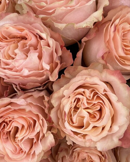 Princess Crown Luxury Ecuador Roses