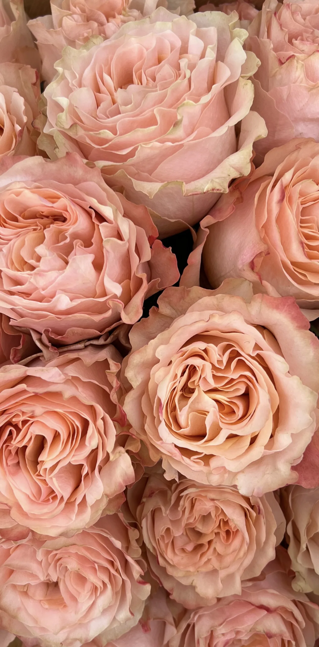 Ruffled Princess Crown luxury roses in blush and peach tones, sourced auction-direct for Make Everyday Bloom.