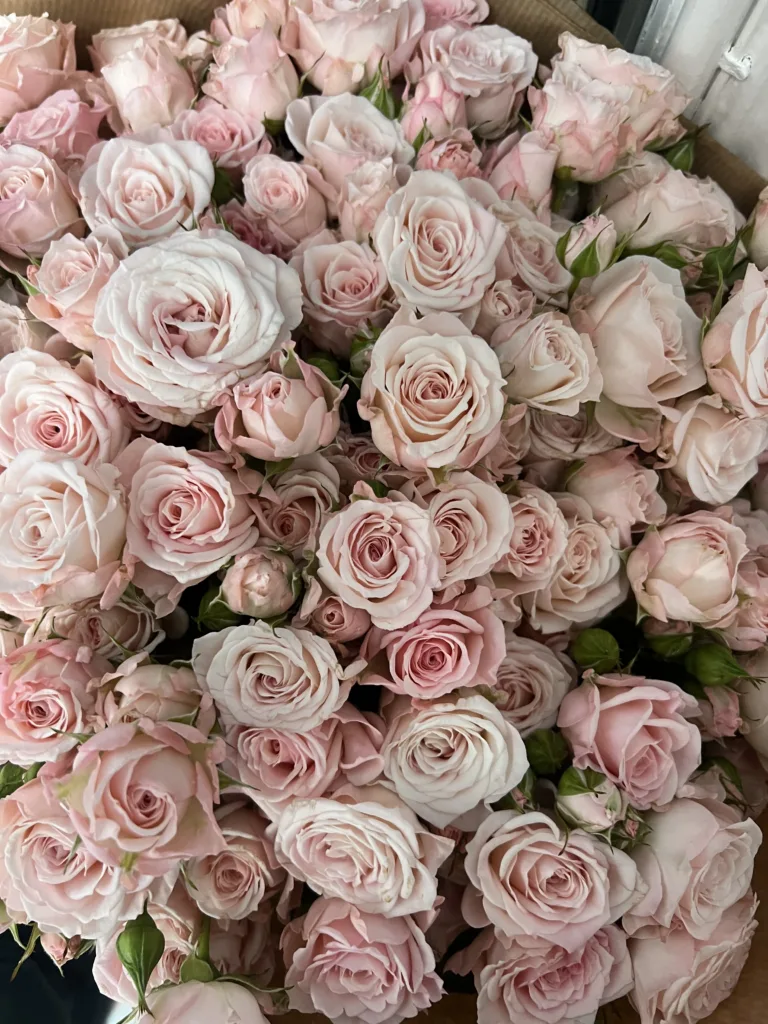 Spray Rose