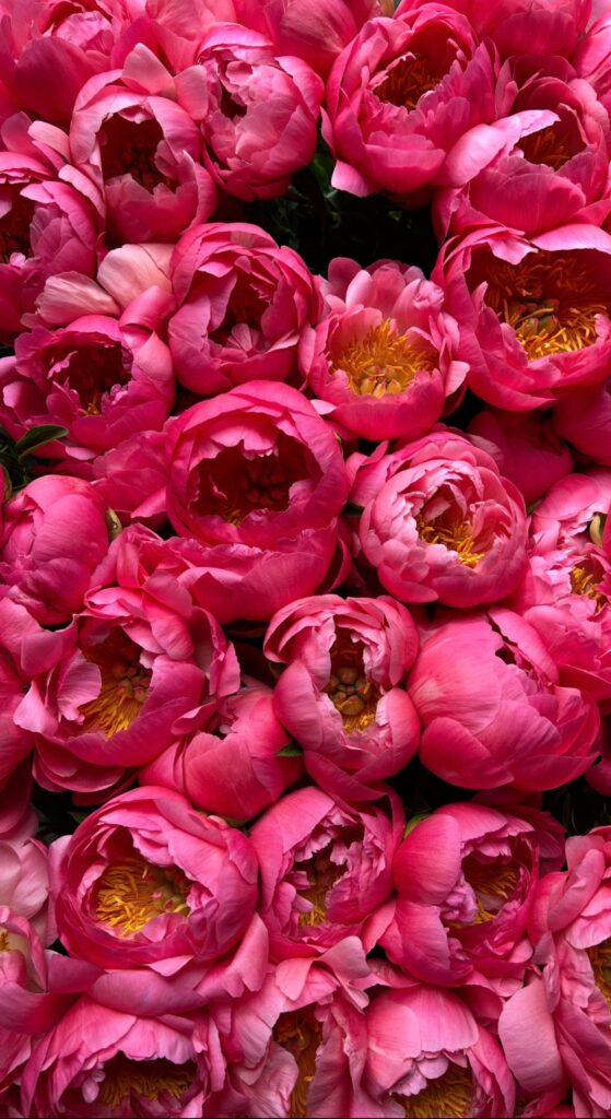 A large collection of tight Coral Sunset peony buds, showing their natural deep pink and red outer petals before they unfurl into coral.
