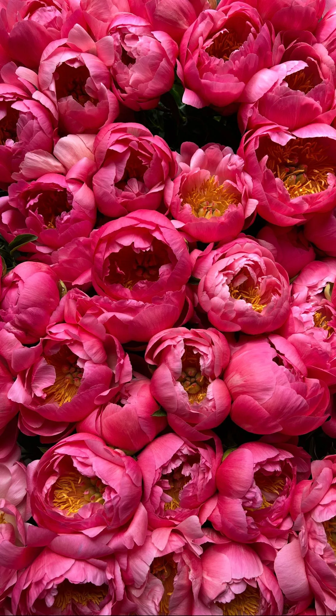A large collection of tight Coral Sunset peony buds, showing their natural deep pink and red outer petals before they unfurl into coral.