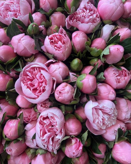 Etched Salmon Luxury Peonies
