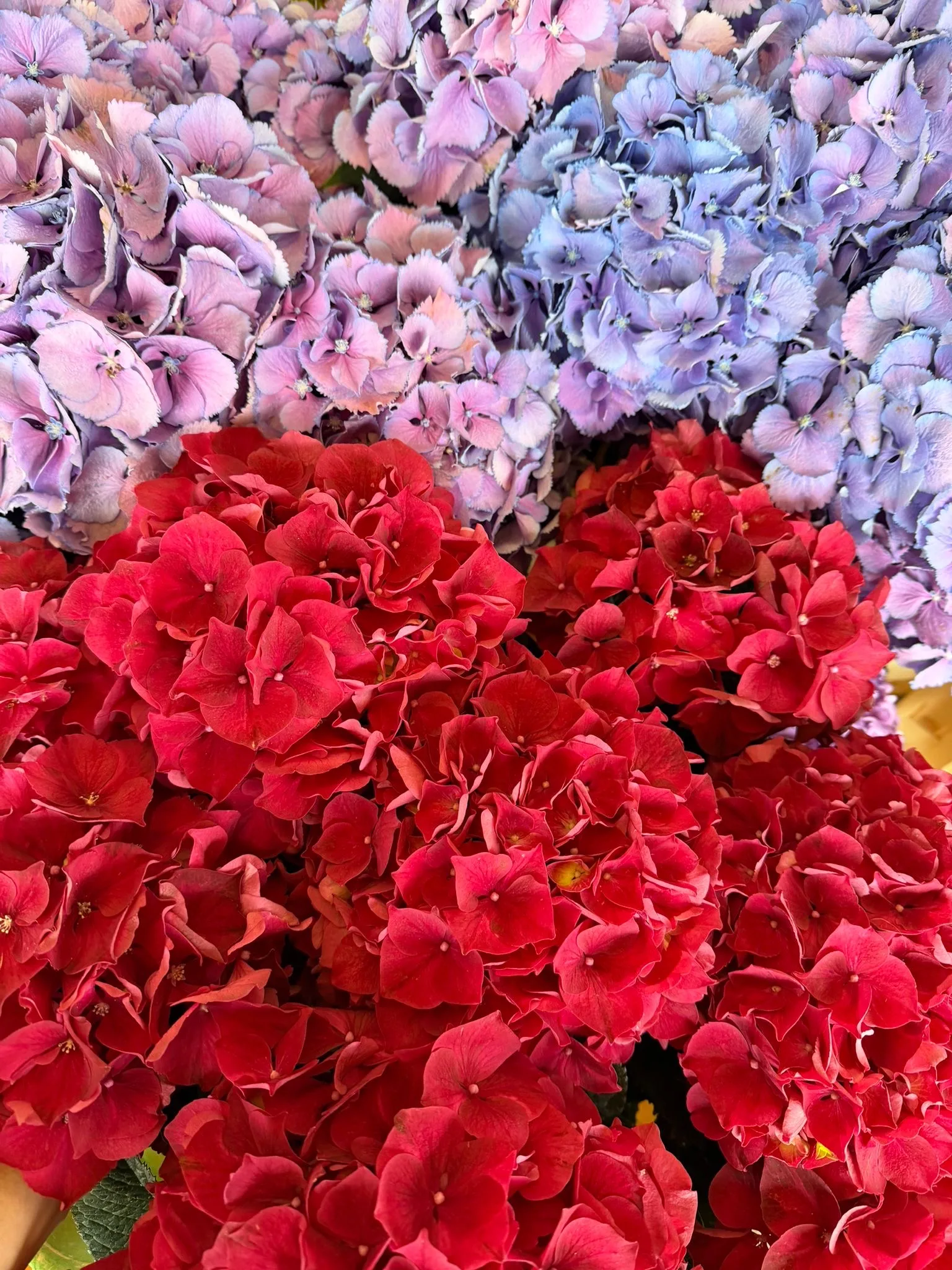 Large-Headed Hydrangeas