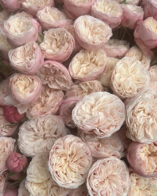 VIP Roses – Our Selection